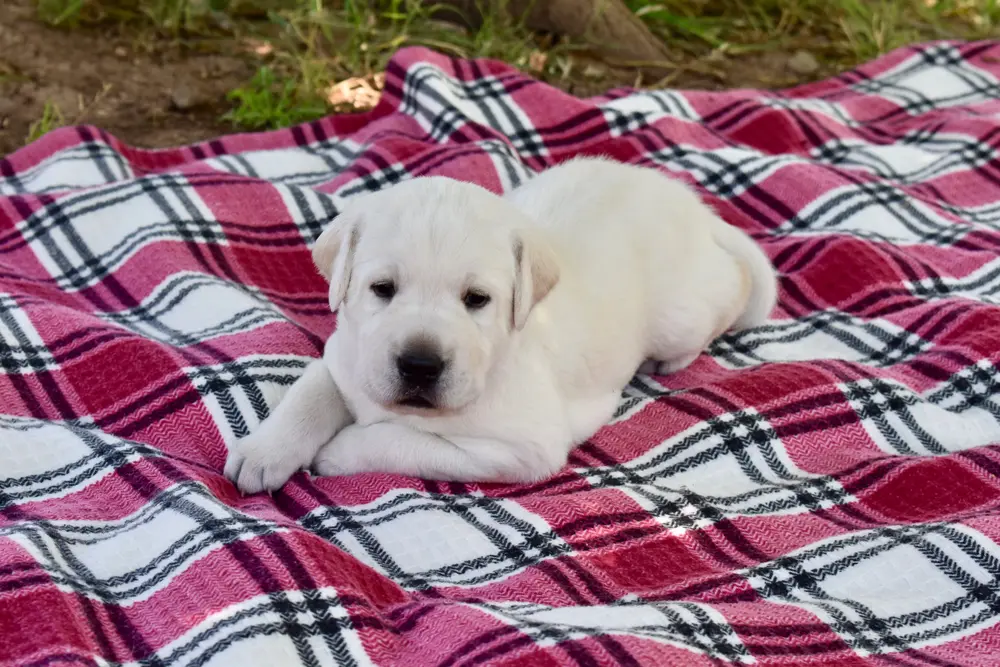 Resting Amigo 3 weeks old labrador puppy boy for sale arizona
