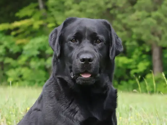 close up shot of Ben sire from Tennessee