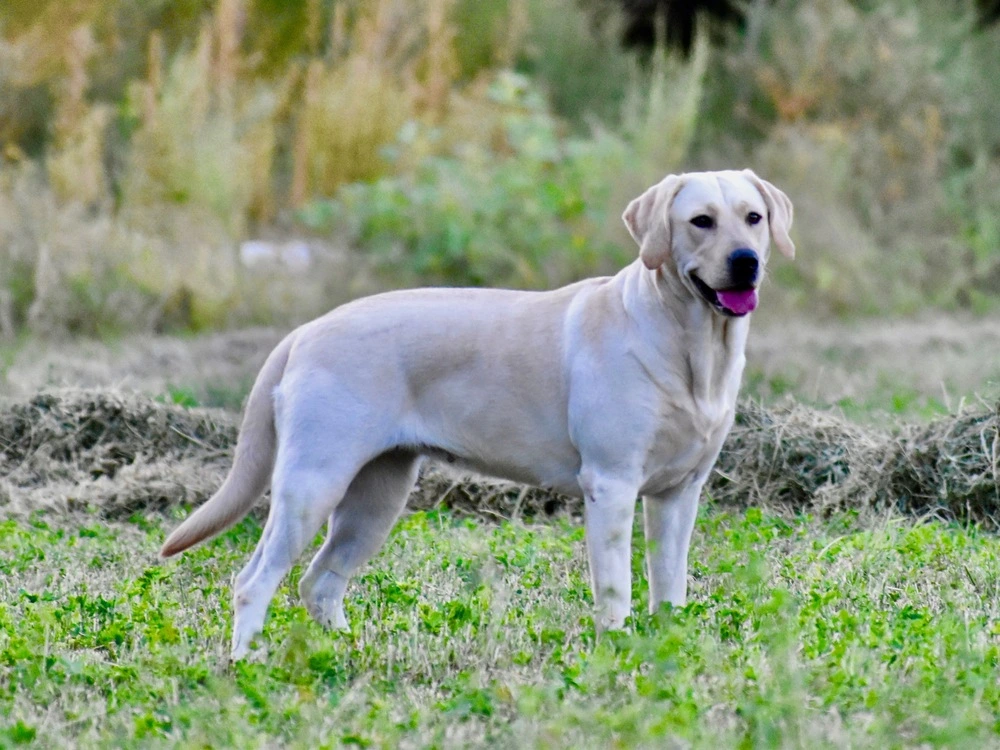 full body image of Lucy the labrador in Sedona scenery