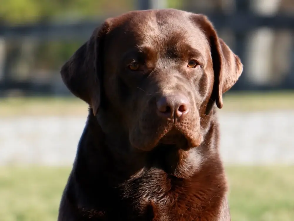 woody the brown labrador