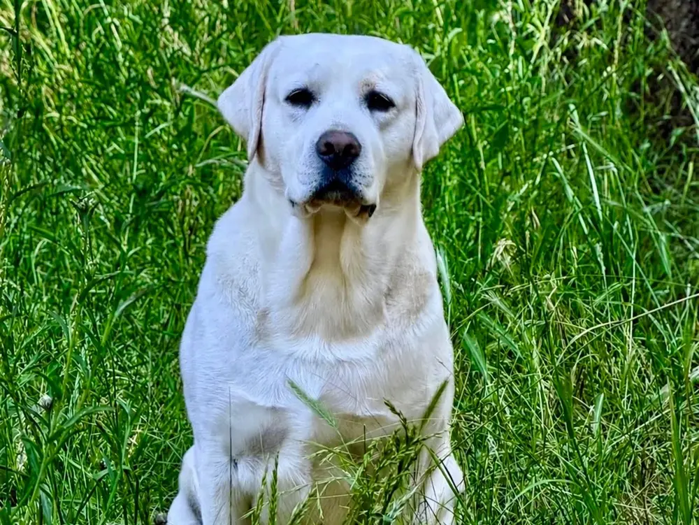 Zeus the yellow labrador