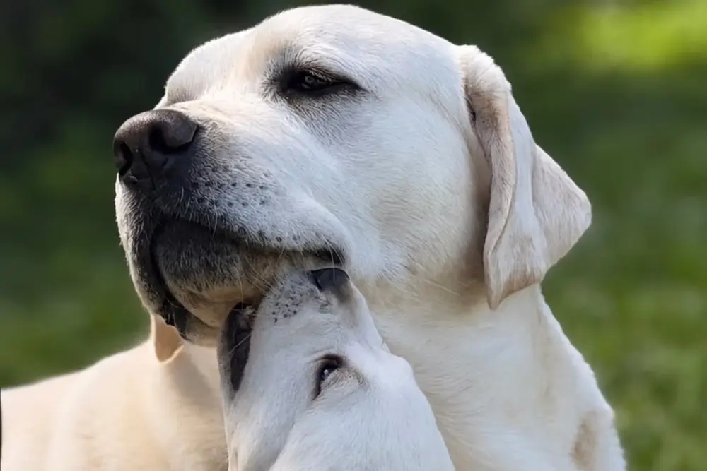 Zeus the white labrador with his puppy