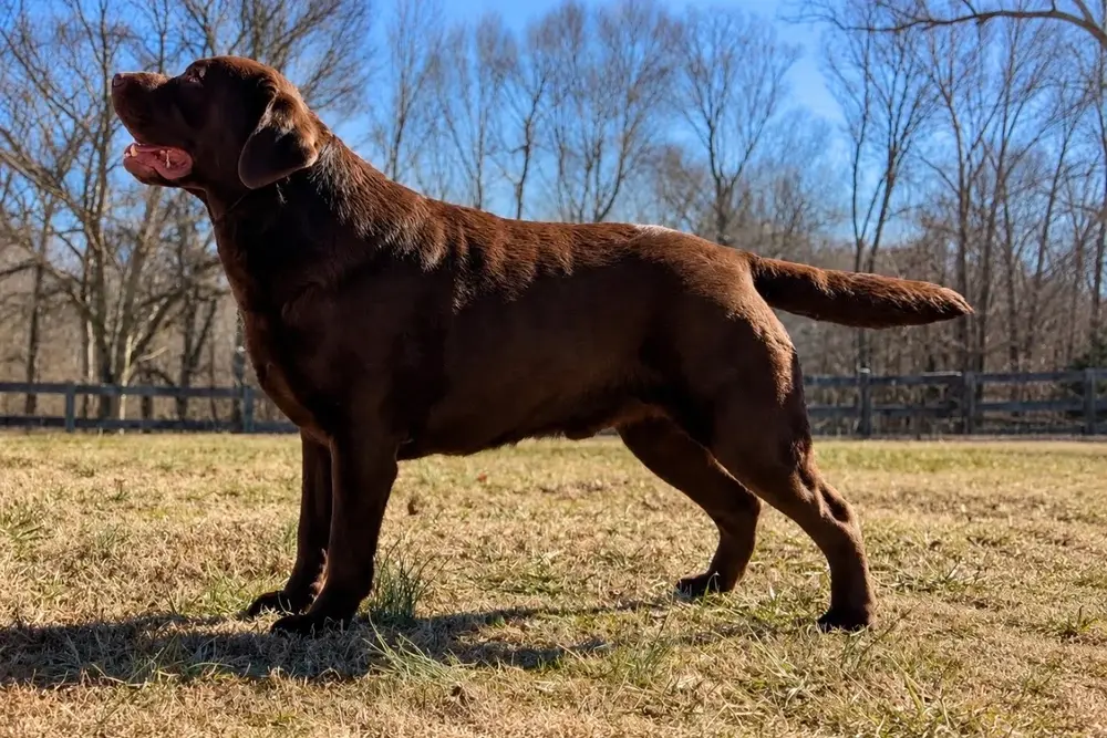 Woody the brown labrador posing in a field