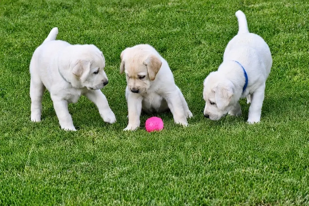 three yellow lab puppies with pink ball toy
