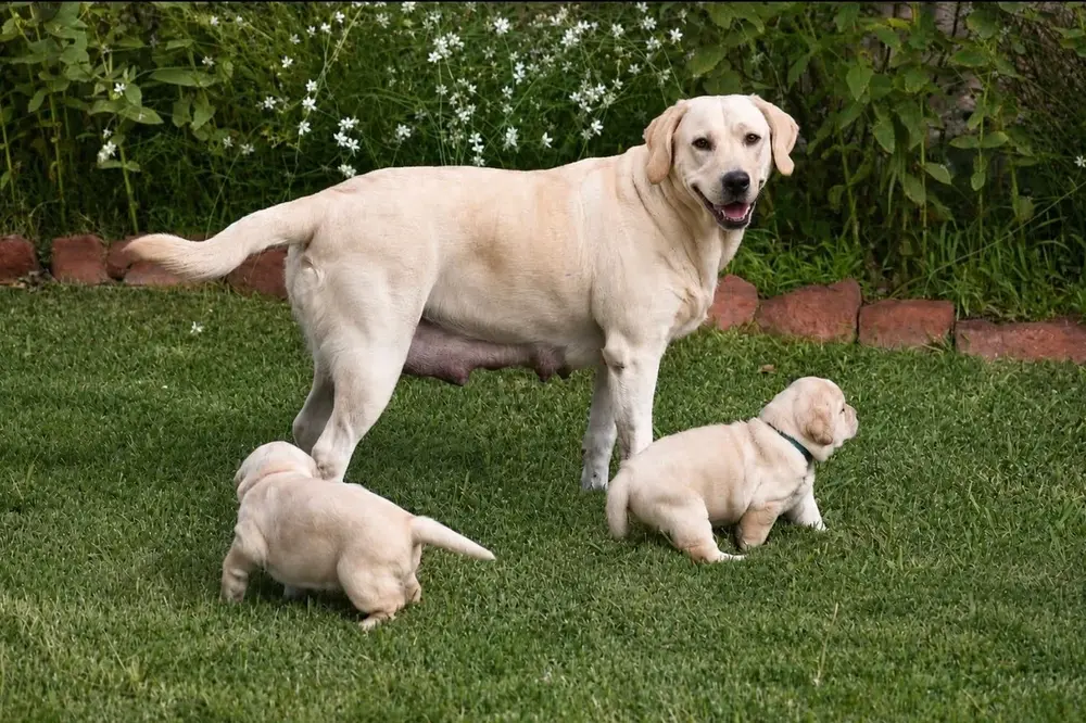 mom yellow lab with 2 yellow lab puppies in grass