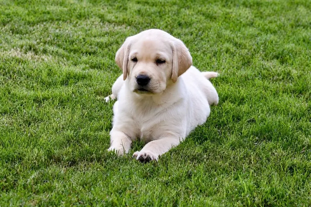 yellow lab puppy lying in grass