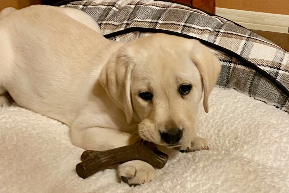 yellow lab Dandy as a puppy chewing on a dog bone