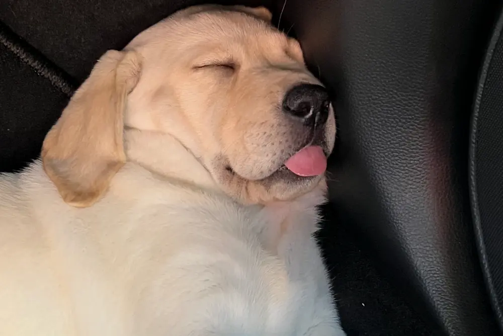 yellow lab puppy Lucy asleep with tongue sticking out