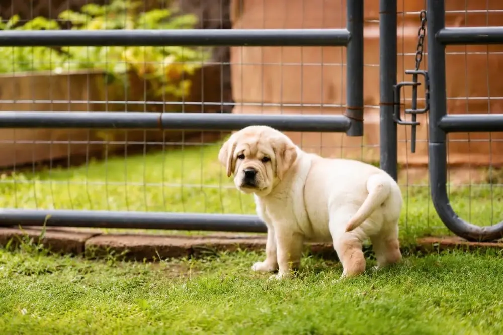 yellow lab puppy next to a fence