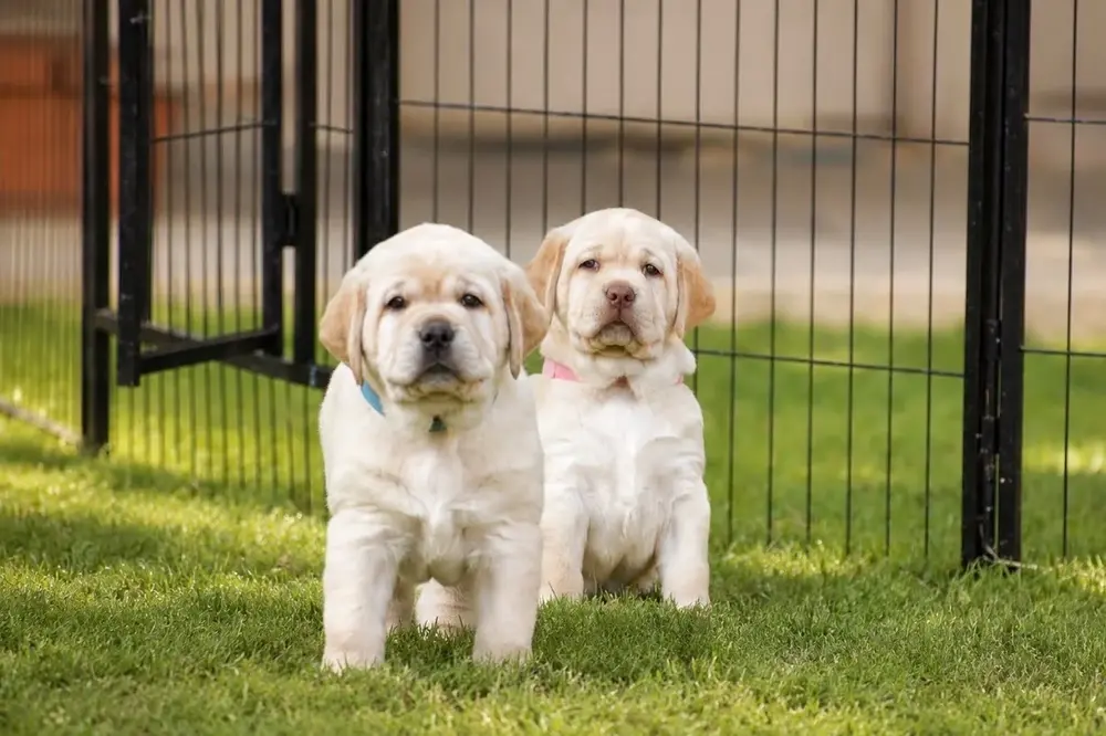 two yellow lab puppies next to a fence