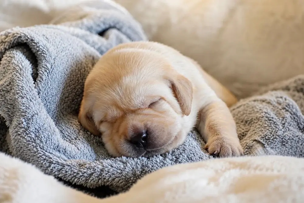 yellow lab puppy sleeping in towel