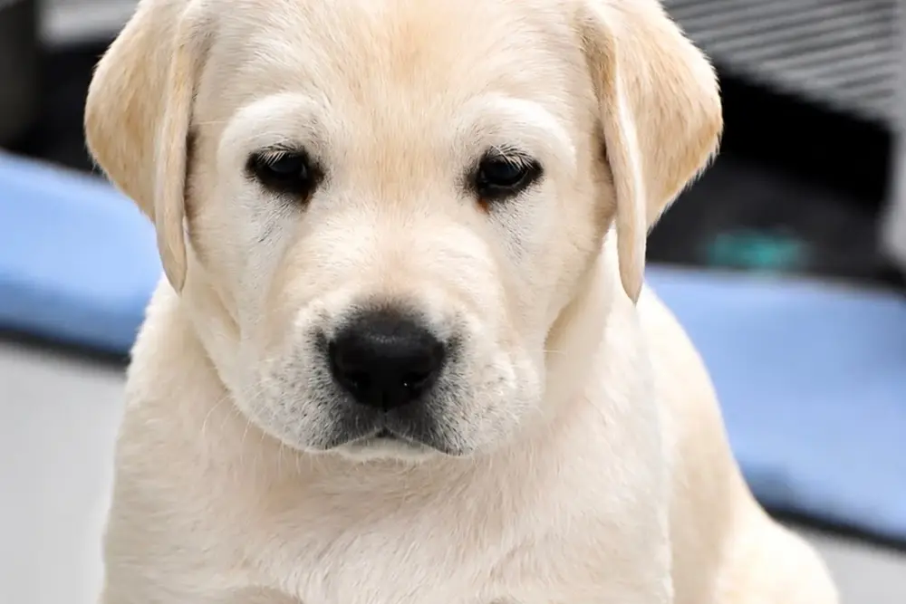 close up of yellow lab puppy