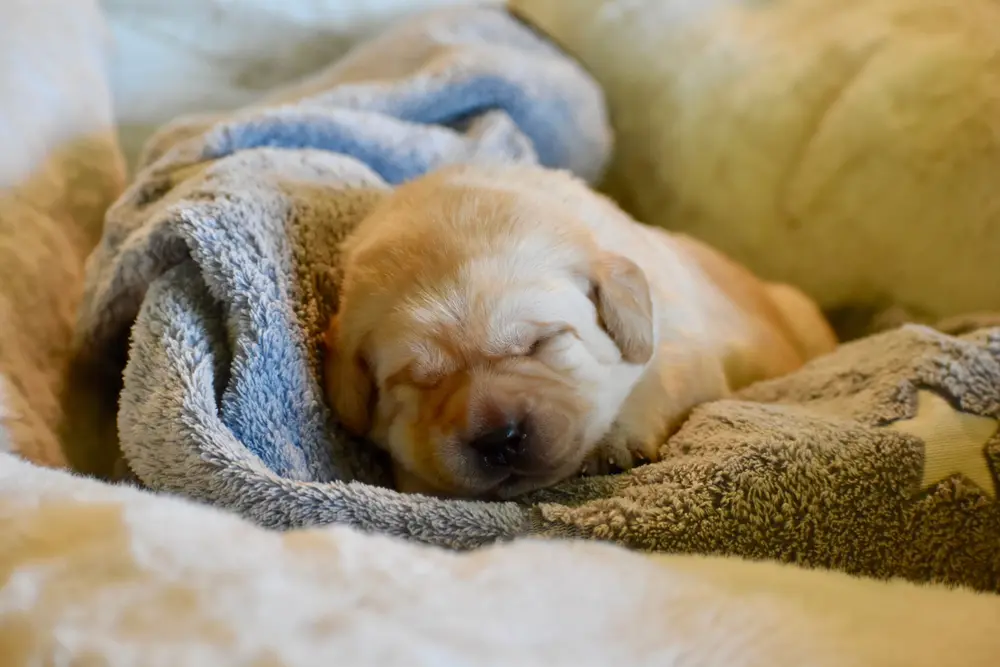 Small newborn yellow lab puppy Beau sleeping on blanket