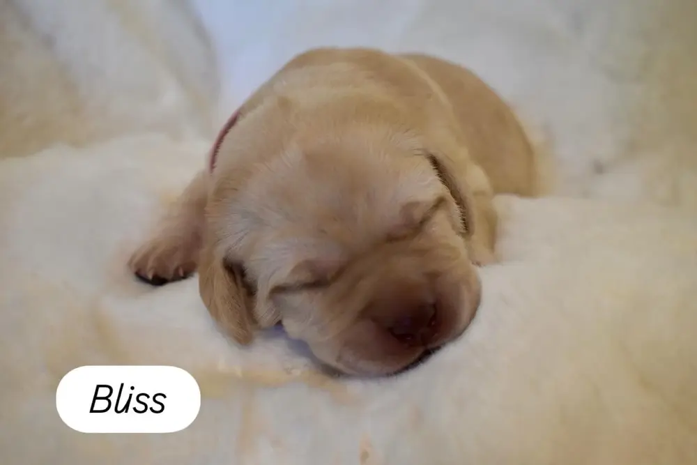 Small newborn yellow lab puppy Bliss with eyes still closed
