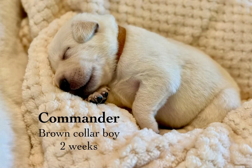 Small newborn yellow lab puppy Commander sleeping on blanket
