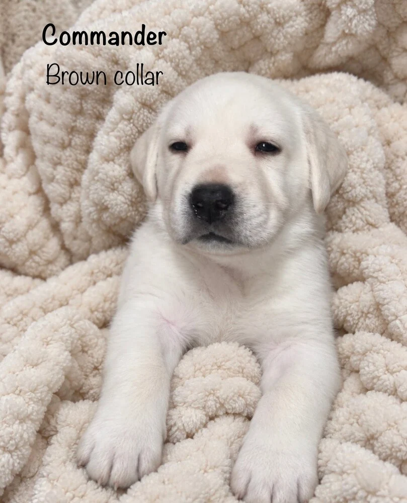 Small newborn yellow lab puppy Commander sleeping on blanket
