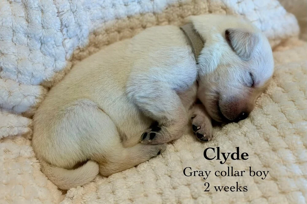 Small newborn yellow lab puppy Clyde sleeping on blanket
