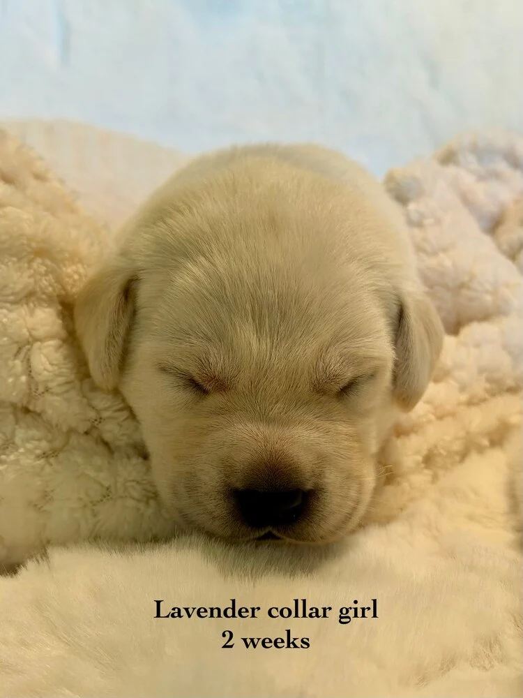 Small newborn yellow lab puppy Lavender sleeping on blanket