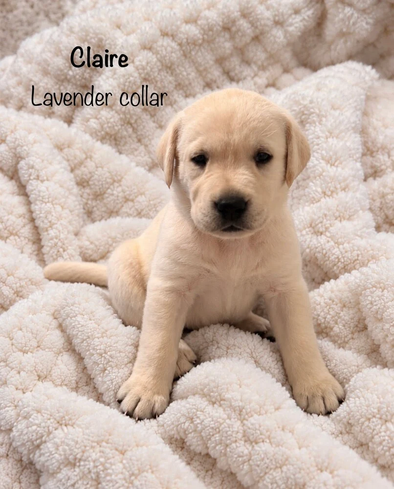 Small newborn yellow lab puppy Lavender sleeping on blanket