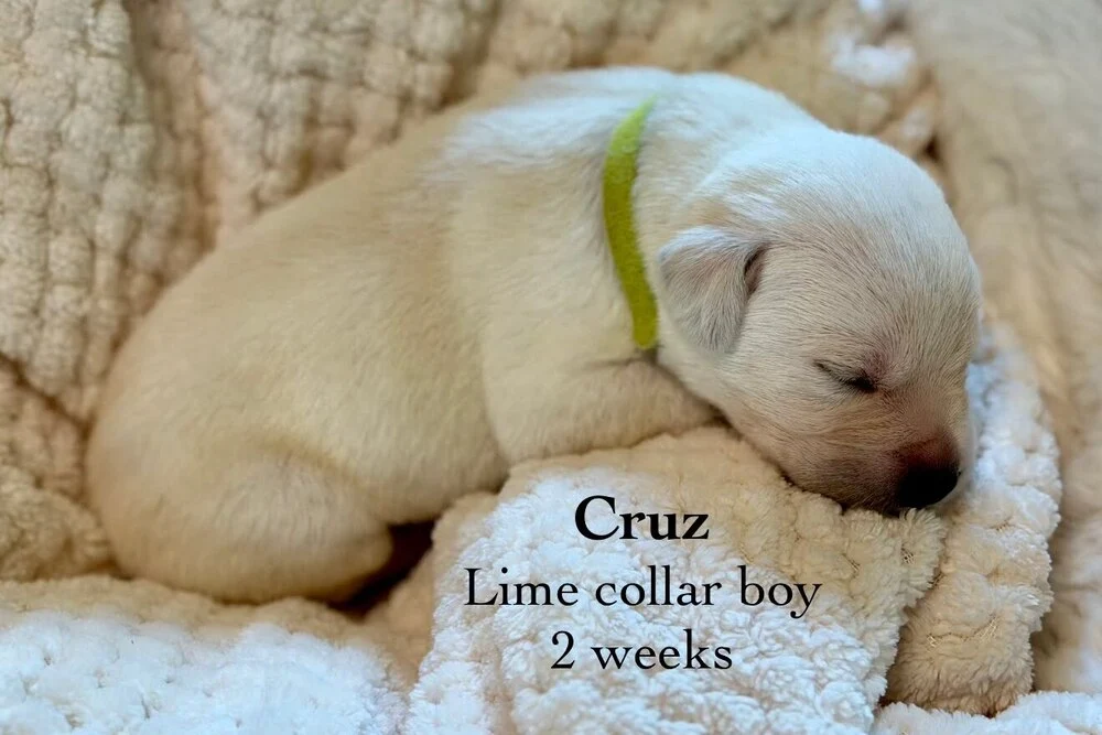 Small newborn yellow lab puppy Lavender sleeping on blanket