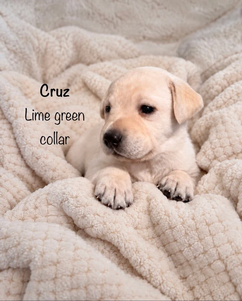 Small newborn yellow lab puppy Lavender sleeping on blanket