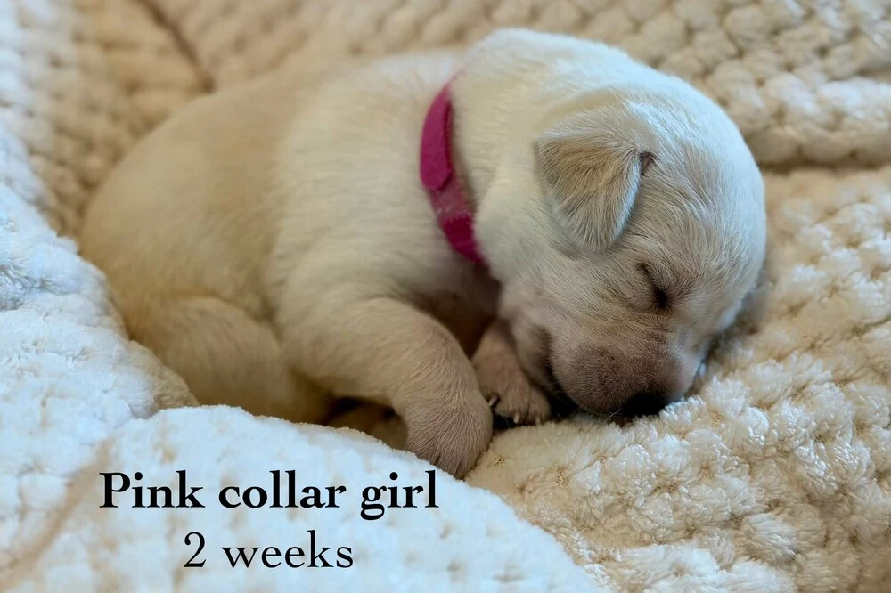 Small newborn yellow lab puppy Pink sleeping on blanket