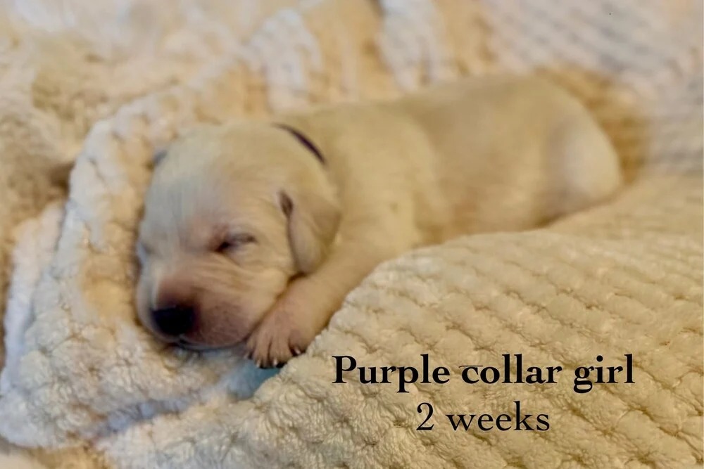 Small newborn yellow lab puppy Lavender sleeping on blanket