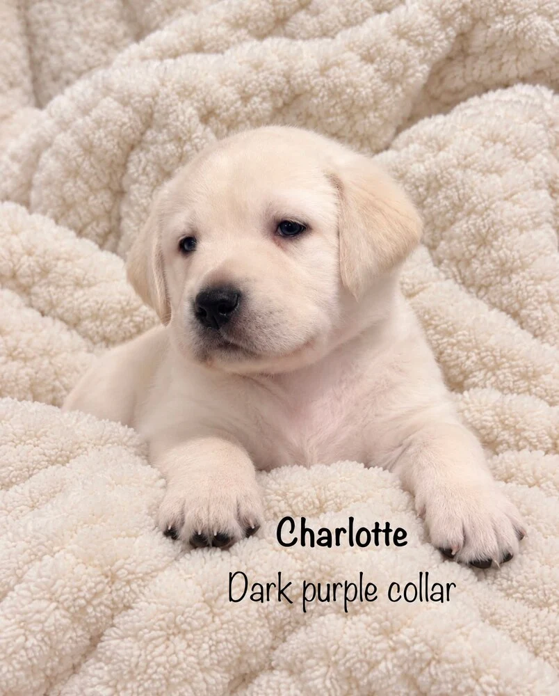 Small newborn yellow lab puppy Lavender sleeping on blanket