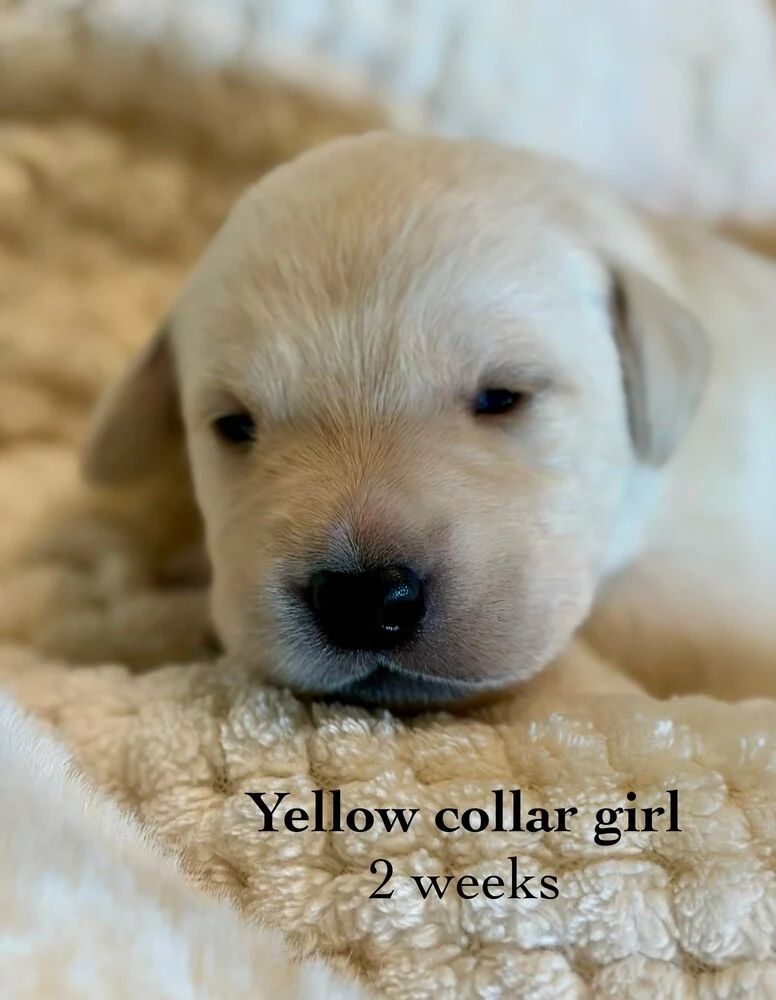 Small newborn yellow lab puppy Yellow sleeping on blanket