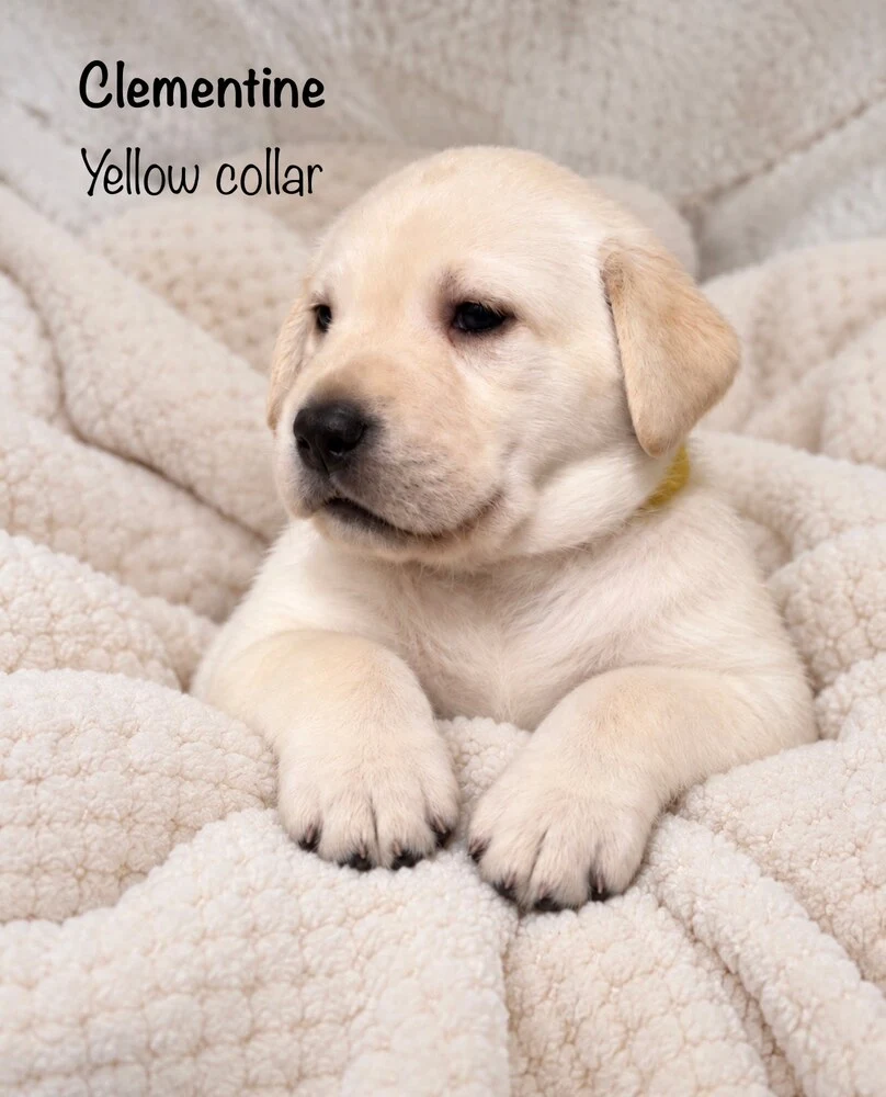 Small newborn yellow lab puppy Yellow sleeping on blanket