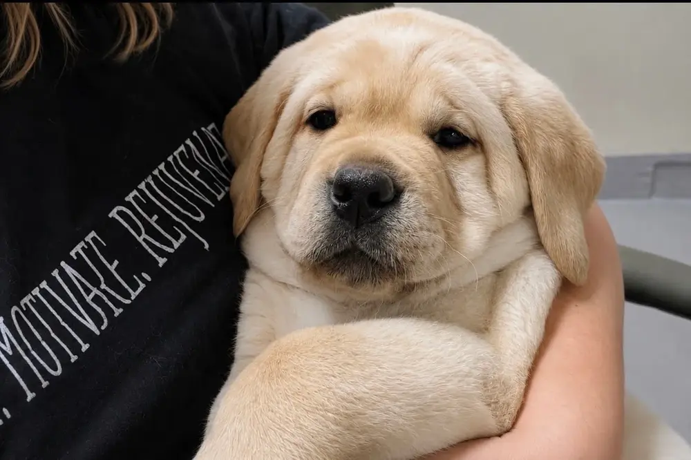 yellow labrador puppy in person's arms